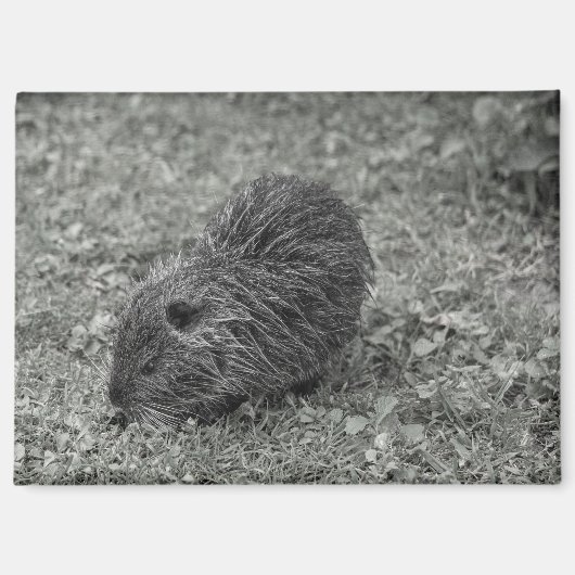 Close-up of baby nutria (Myocastor coypus) on fiel Magneet (Voorkant)