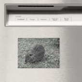 Close-up of baby nutria (Myocastor coypus) on fiel Magneet (Insitu (Vaatwasser))