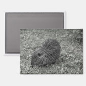 Close-up of baby nutria (Myocastor coypus) on fiel Magneet (Voorkant / Achterkant)