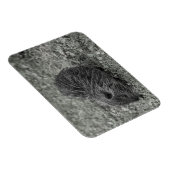 Close-up of baby nutria (Myocastor coypus) on fiel Magneet (Rechterzijde)