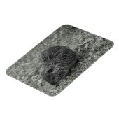 Close-up of baby nutria (Myocastor coypus) on fiel Magneet (Linkerzijde)