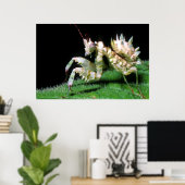 Close-Up Of Hottentot Mantis Poster (Thuiskantoor)