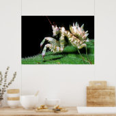 Close-Up Of Hottentot Mantis Poster (Keuken)