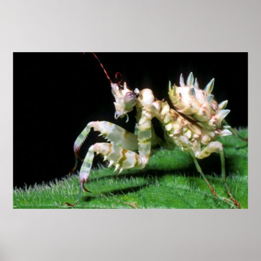 Close-Up Of Hottentot Mantis Poster (Voorkant)