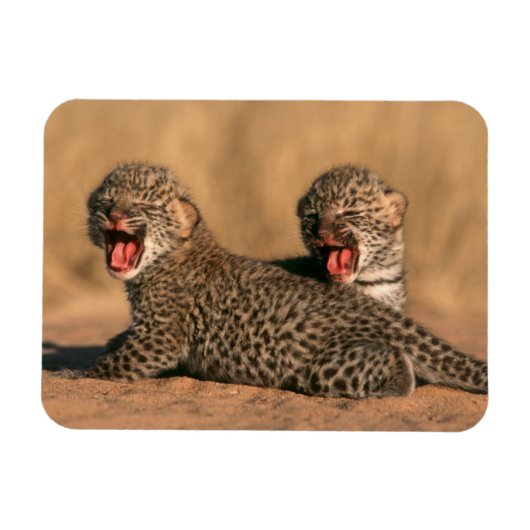 Close-Up Of New Born Leopard (Panthera Pardus) Magneet (Horizontaal)