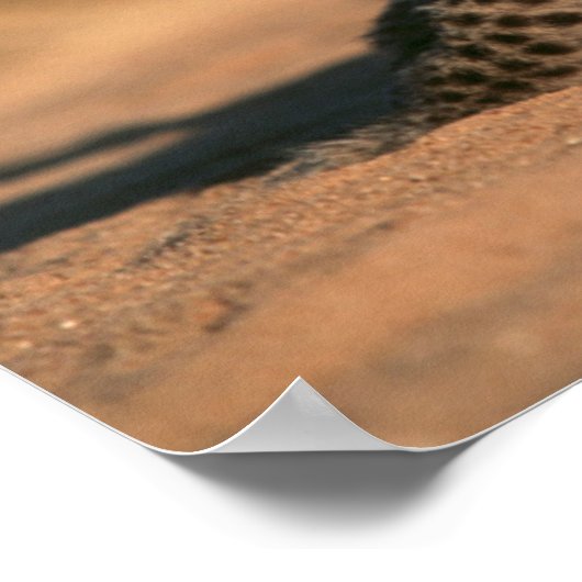 Close-Up Of New Born Leopard (Panthera Pardus) Poster (Hoek)