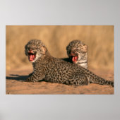 Close-Up Of New Born Leopard (Panthera Pardus) Poster (Voorkant)