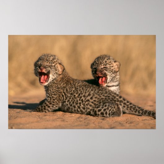 Close-Up Of New Born Leopard (Panthera Pardus) Poster (Voorkant)