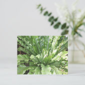Close-up of the fern, Asplenium nidus. Briefkaart (Staand voorkant)