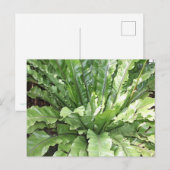 Close-up of the fern, Asplenium nidus. Briefkaart (Voorkant / Achterkant)