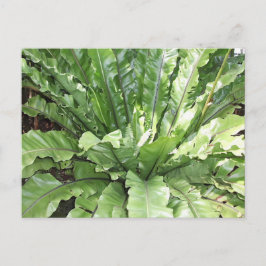 Close-up of the fern, Asplenium nidus. Briefkaart