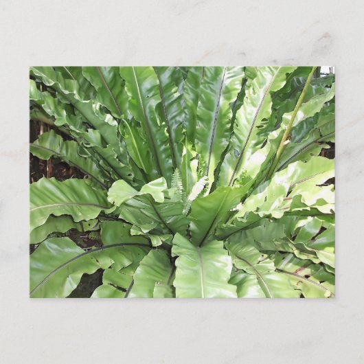 Close-up of the fern, Asplenium nidus. Briefkaart (Voorkant)