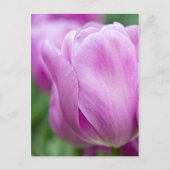 Close-up of tulip briefkaart (Voorkant)