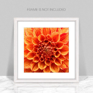 Close-Up Oranje Bloemfoto vergroting Foto Afdruk