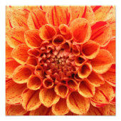 Close-Up Oranje Bloemfoto vergroting Foto Afdruk (Voorkant)