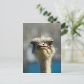 Close_Up_Ostrich_FullSize.jpg Briefkaart (Staand voorkant)