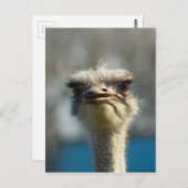 Close_Up_Ostrich_FullSize.jpg Briefkaart (Voorkant / Achterkant)