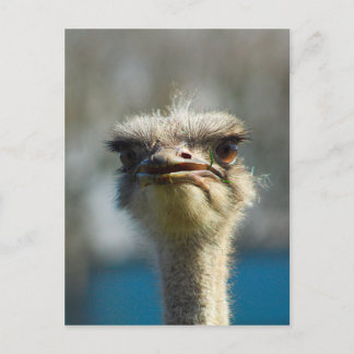 Close_Up_Ostrich_FullSize.jpg Briefkaart
