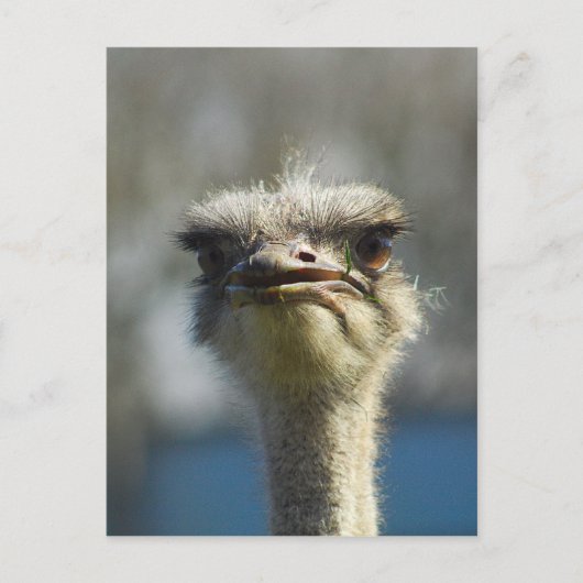 Close_Up_Ostrich_FullSize.jpg Briefkaart (Voorkant)