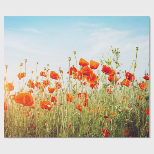 Close up poppies on field. Wild flowers in springt Cadeaupapier (Vlak)