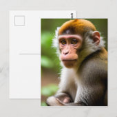 Close-up Portret van een Aap Briefkaart (Voorkant / Achterkant)
