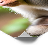 Close-up Portret van een Aap Poster (Hoek)