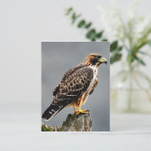 Close-up Portret van een Hawk Briefkaart (Staand voorkant)