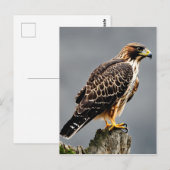 Close-up Portret van een Hawk Briefkaart (Voorkant / Achterkant)
