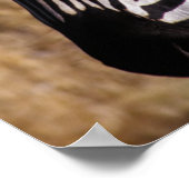 Close-up portret van een zebra - Zimbabwe Poster (Hoek)
