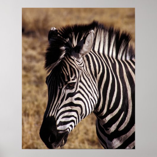 Close-up portret van een zebra - Zimbabwe Poster (Voorkant)