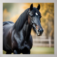 Close-up Portret van een zwart paard