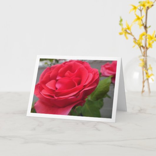 Close-up portret van rode rozen kaart (Gele Bloem)