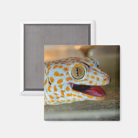 Close-up portret van Tokay gecko in TulaZoo Magneet (Voorkant / Achterkant)
