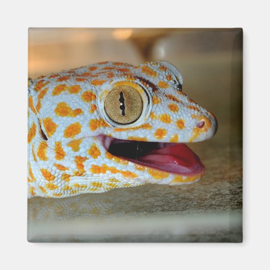 Close-up portret van Tokay gecko in TulaZoo Magneet (Voorkant)