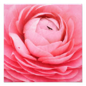 Close-up roze bloem foto afdrukken (Voorkant)