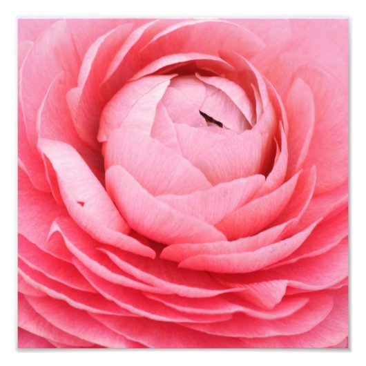 Close-up roze bloem foto afdrukken (Voorkant)