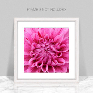 Close-up Roze Dahlia (Roze Bloem) Foto afdrukken
