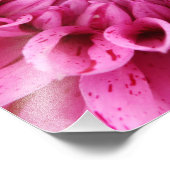 Close-up Roze Dahlia (Roze Bloem) Foto afdrukken (Hoek)