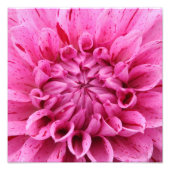 Close-up Roze Dahlia (Roze Bloem) Foto afdrukken (Voorkant)