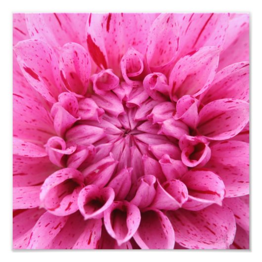 Close-up Roze Dahlia (Roze Bloem) Foto afdrukken (Voorkant)