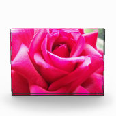 Close-up roze roos fotoblokken (Voorkant)