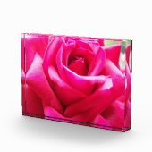 Close-up roze roos fotoblokken (Rechts)