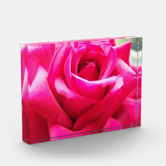 Close-up roze roos fotoblokken (Links)