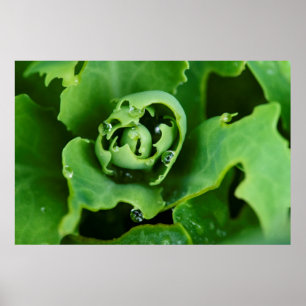 Close-up, sappige plant met waterdruppels poster