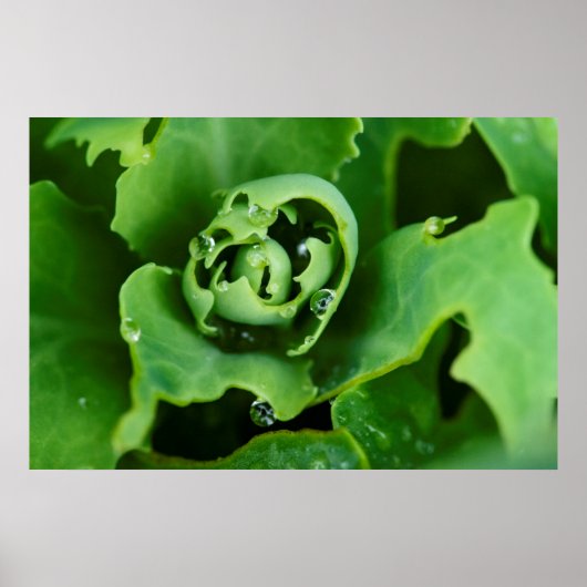 Close-up, sappige plant met waterdruppels poster (Voorkant)