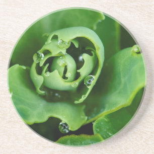 Close-up, sappige plant met waterdruppels zandsteen onderzetter