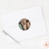 Close-up Schattige Kalf Sticker (Envelop)