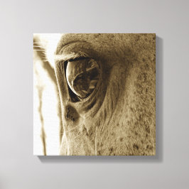 Close-up Sepia Afbeelding van een Dappled Grey Hor Canvas Afdruk