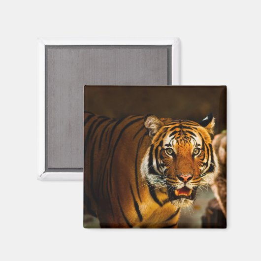 Close-up Tiger Magneet (Voorkant / Achterkant)