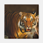 Close-up Tiger Magneet (Voorkant)